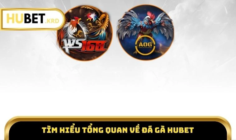 Đá Gà HUBET 1 Tìm hiểu tổng quan về đá gà HUBET